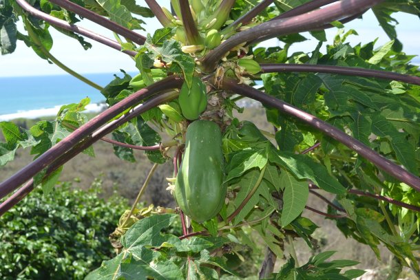 Papayas